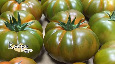 tomate ecológico tipo raf de almería