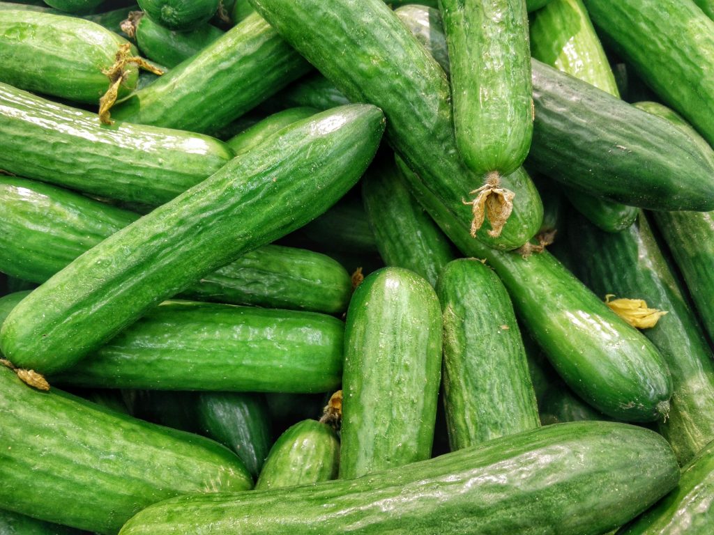 pepino ecológico para exportación - organic cucumber